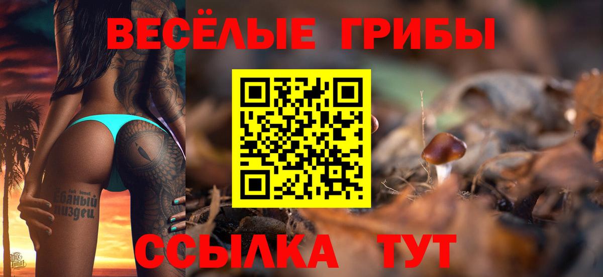 Псилоцибиновые грибы Psilocybe Назрань